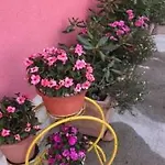 Lipovac Ficus