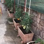 Lipovac Ficus * Bilice