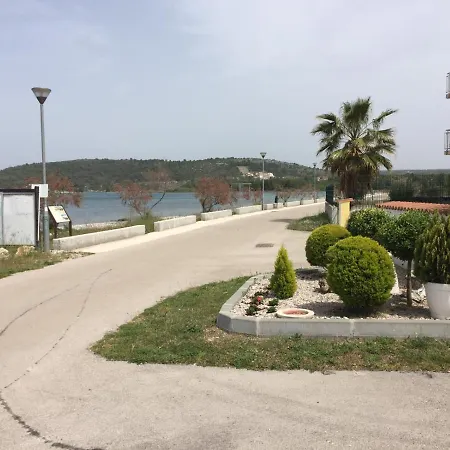 Lipovac Ficus 빌리제