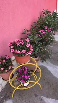Lipovac Ficus