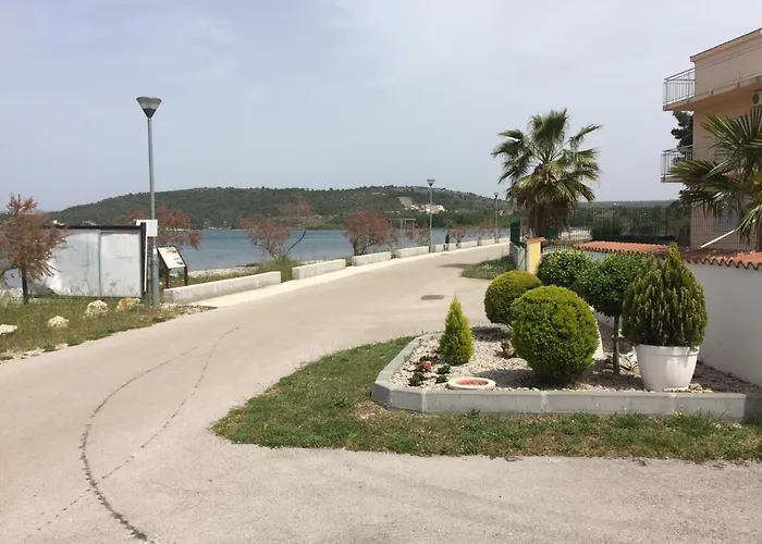 Lipovac Ficus 빌리제