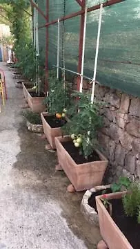 Lipovac Ficus * Bilice